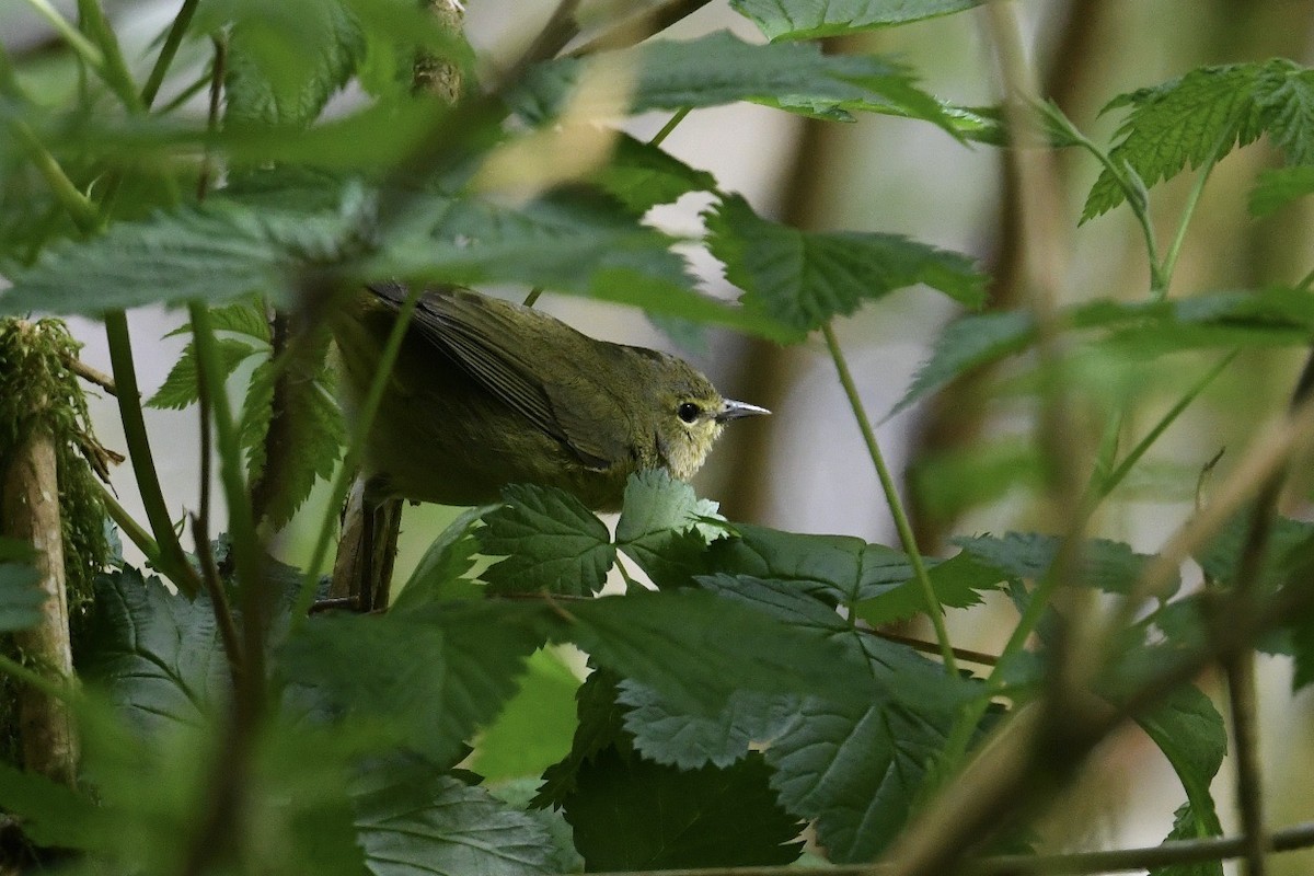 Orange-crowned Warbler - ML623244569