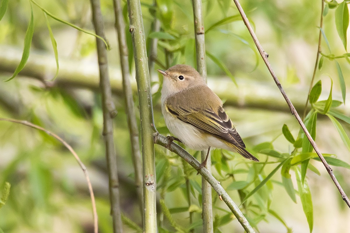 Western Bonelli's Warbler - ML623244572