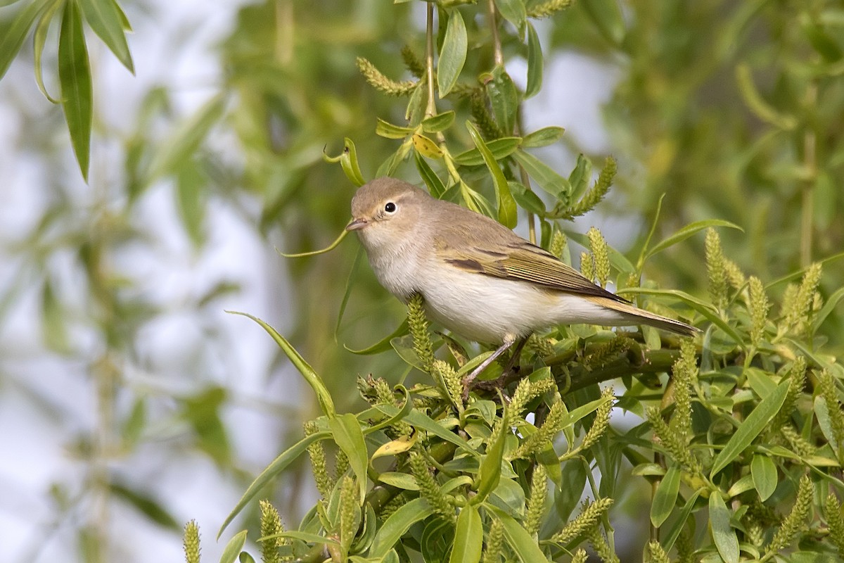 Western Bonelli's Warbler - ML623244573