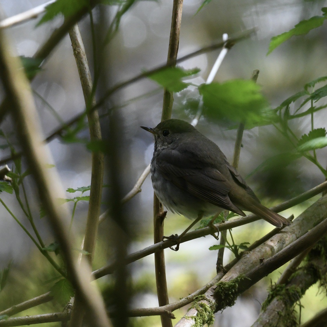 Hermit Thrush - ML623244580