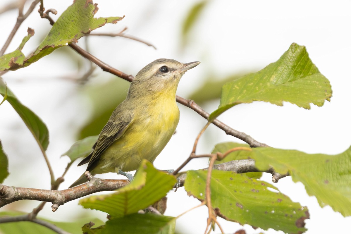 Philadelphia Vireo - ML623244599