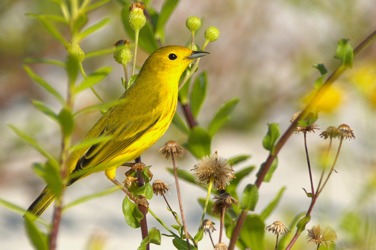 Yellow Warbler - ML623244604