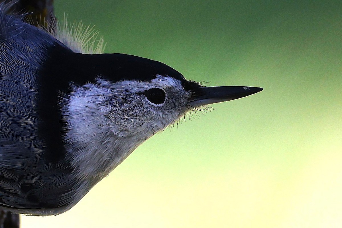 White-breasted Nuthatch - ML623244612