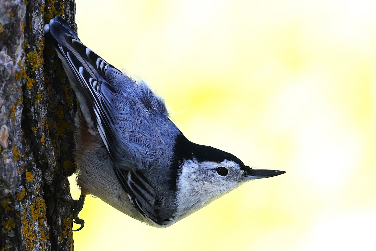 White-breasted Nuthatch - ML623244613