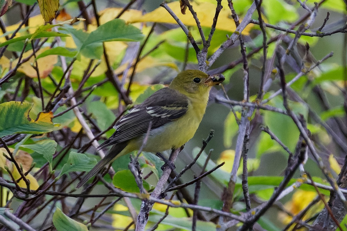 Western Tanager - ML623244652