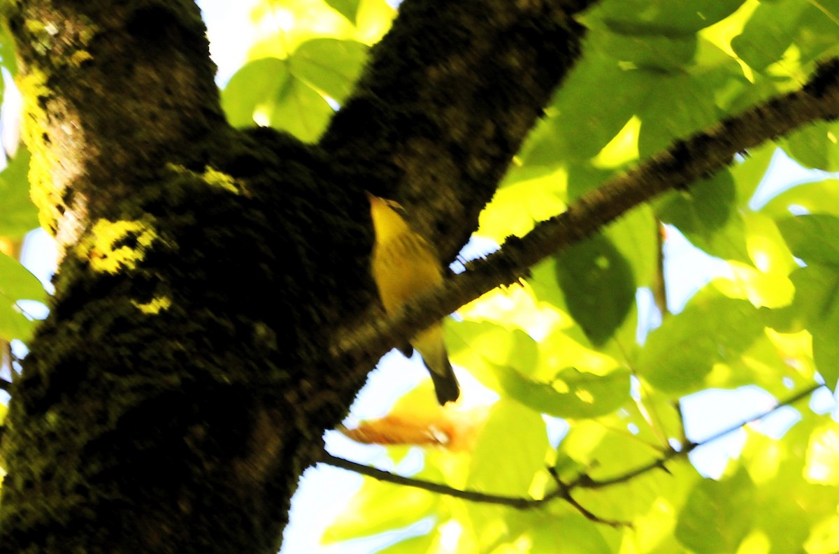 Canada Warbler - ML623244670