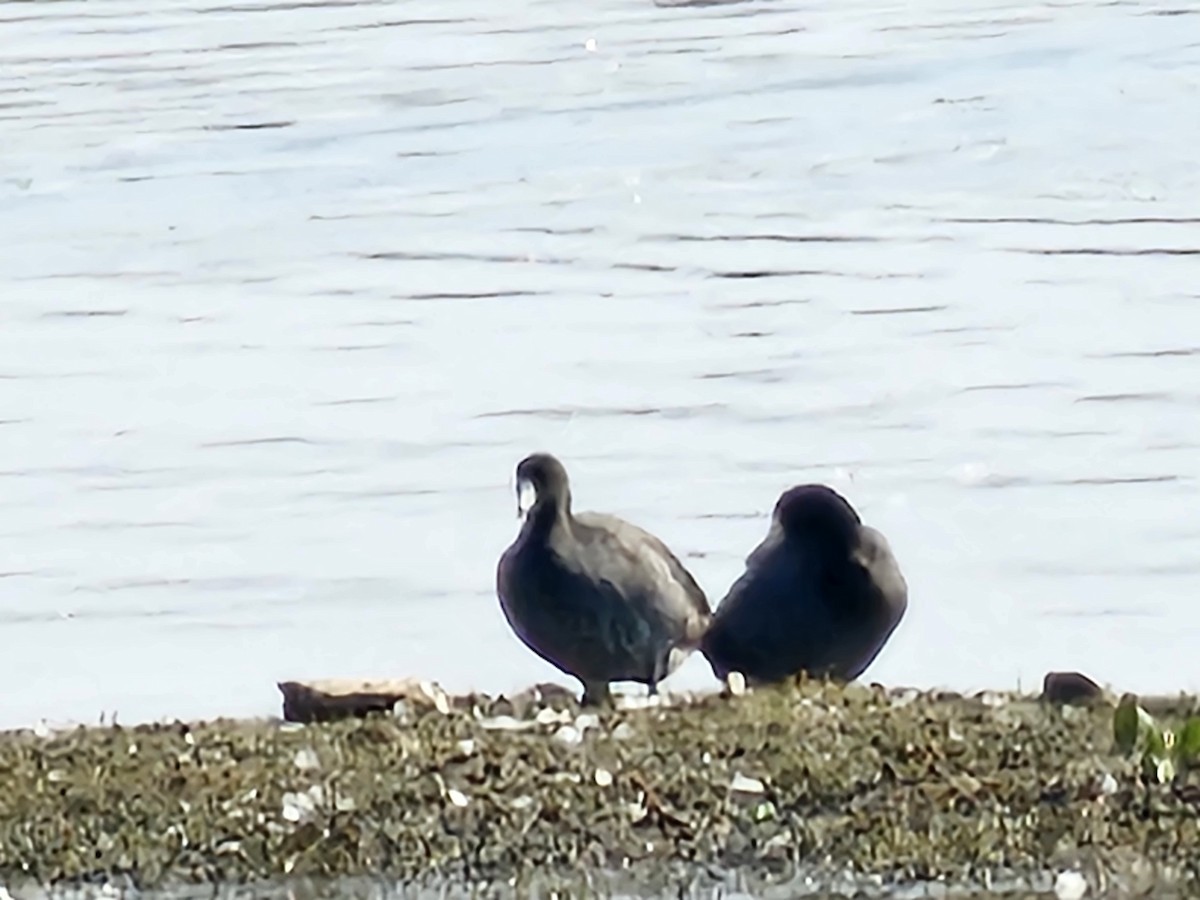 American Coot - Lucas Riley