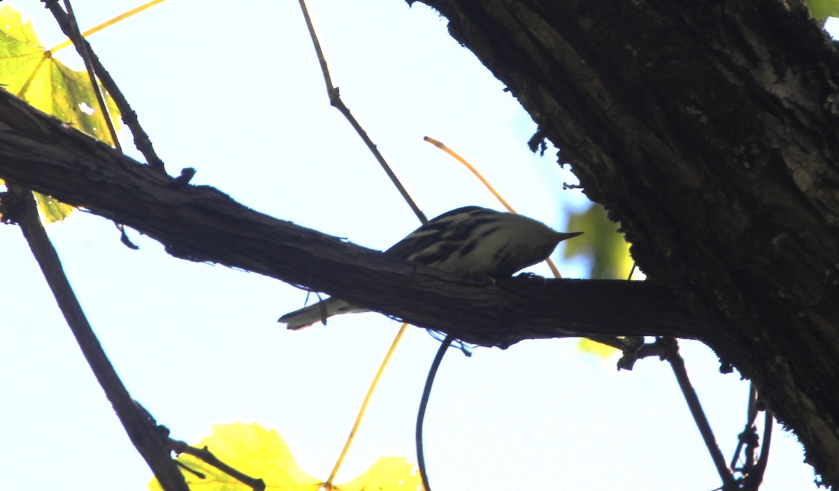 Black-and-white Warbler - ML623244704