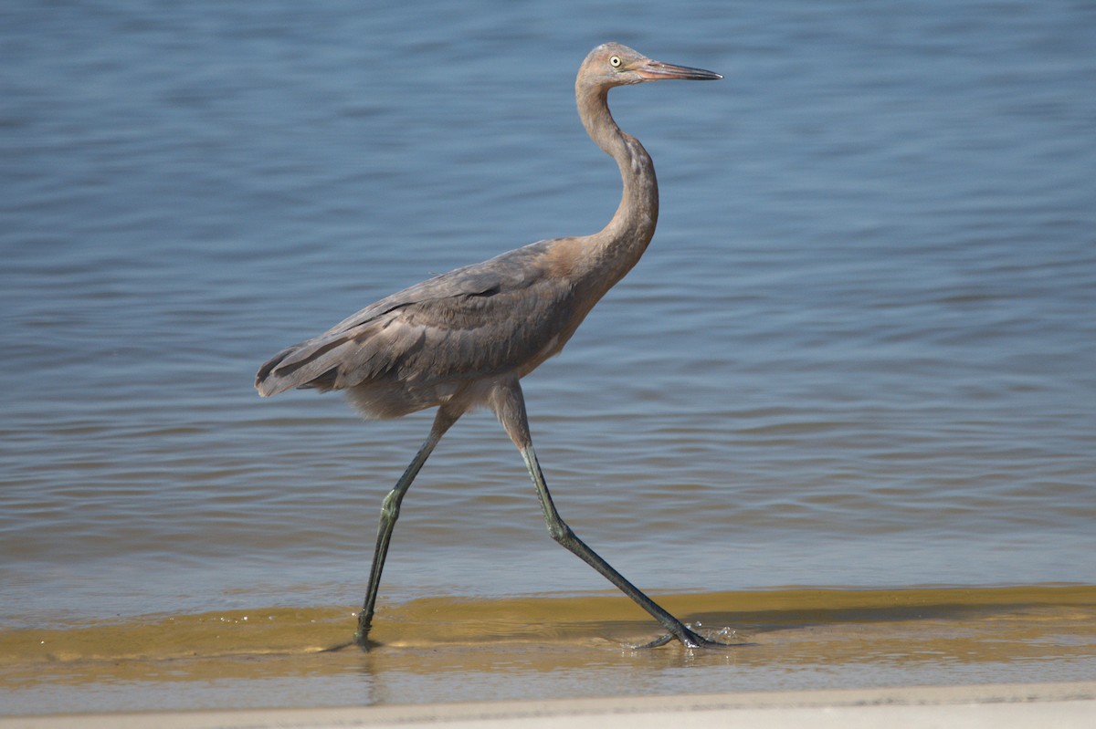 Reddish Egret - ML623244758