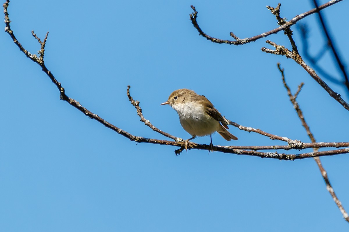 Western Bonelli's Warbler - ML623244759