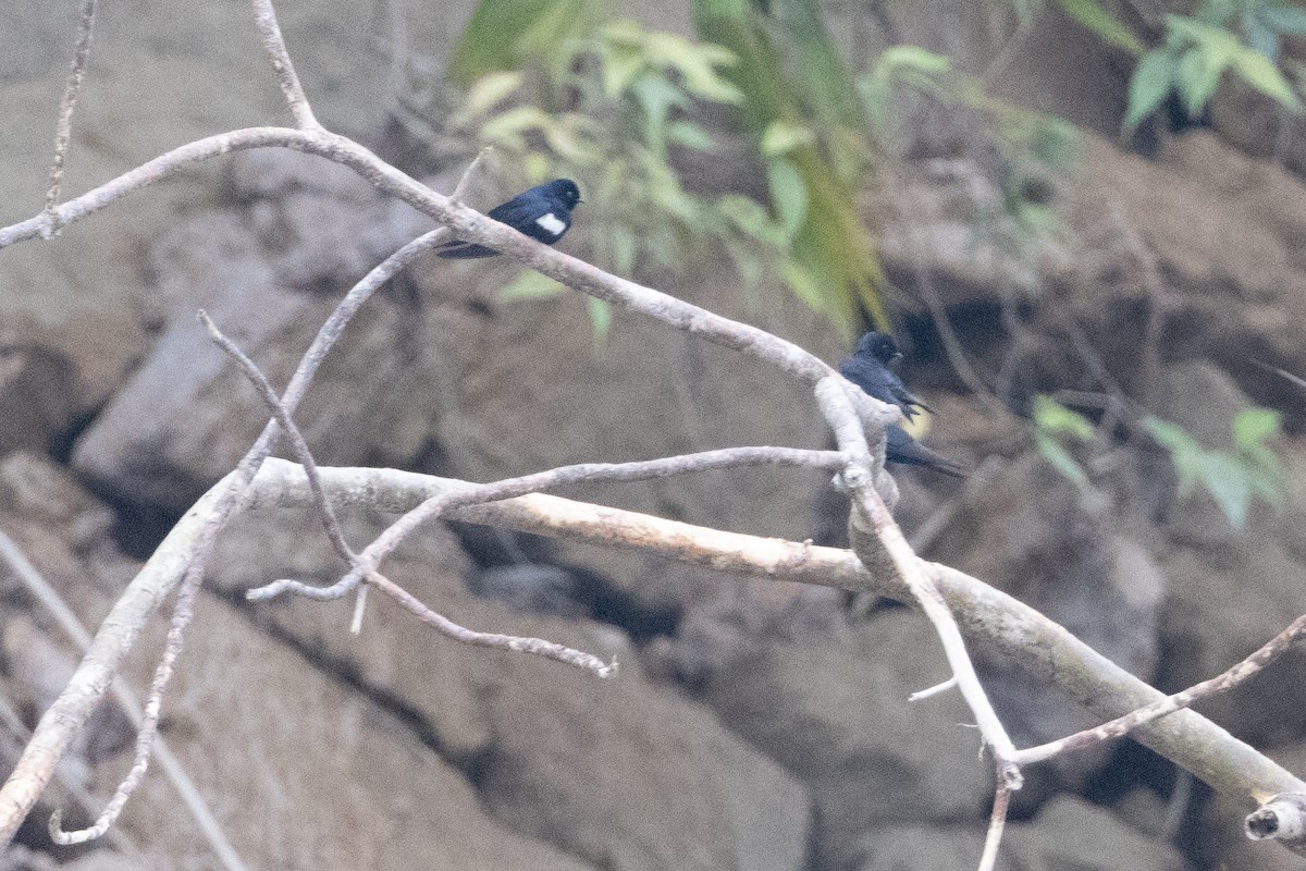 White-banded Swallow - ML623244821