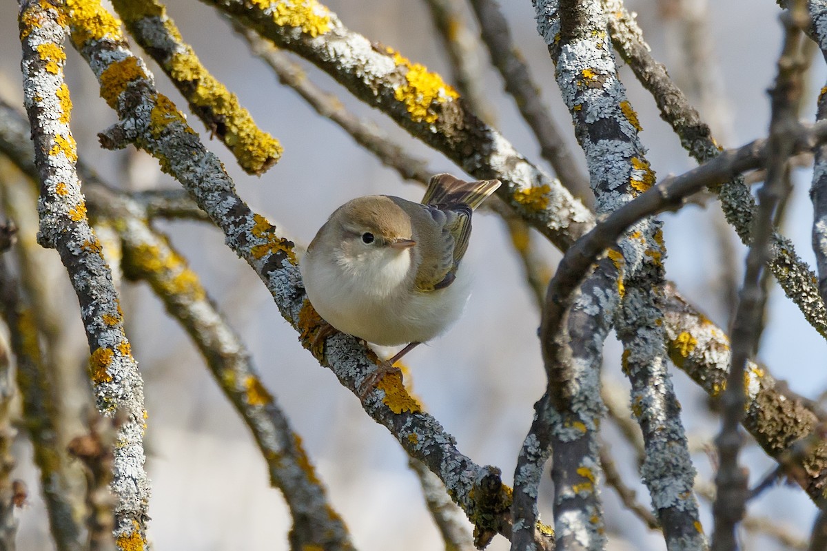 Western Bonelli's Warbler - ML623244824