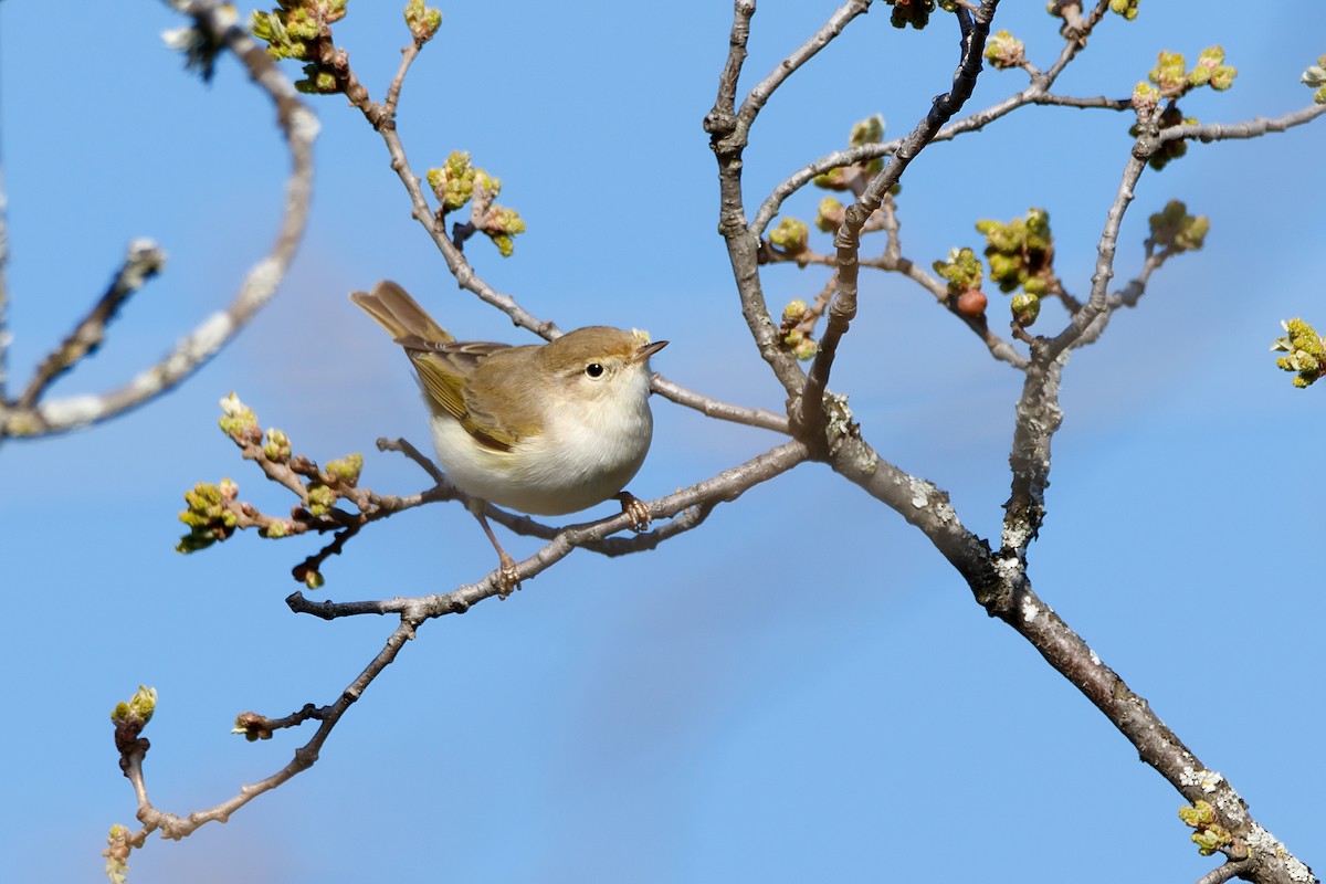 Western Bonelli's Warbler - ML623244825