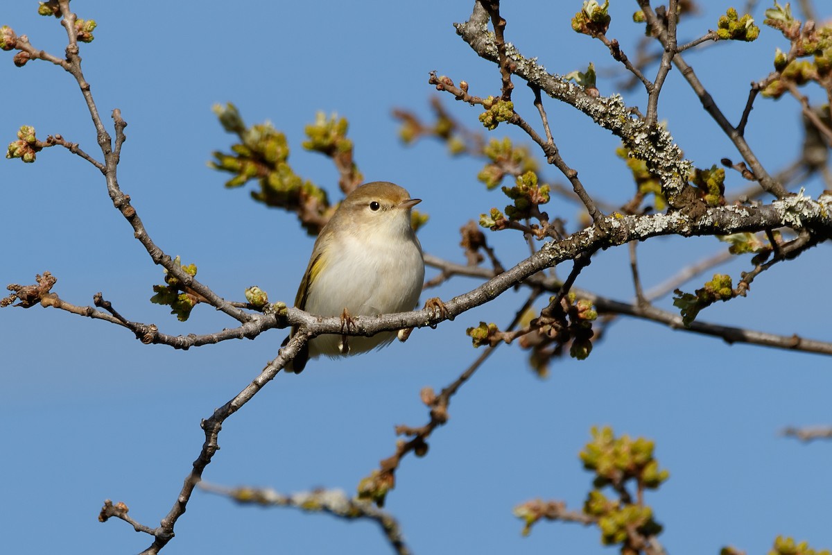 Western Bonelli's Warbler - ML623244826