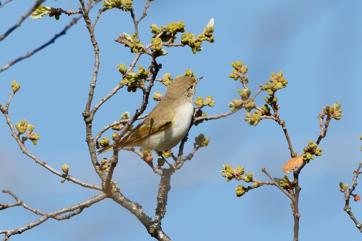 Western Bonelli's Warbler - ML623244827