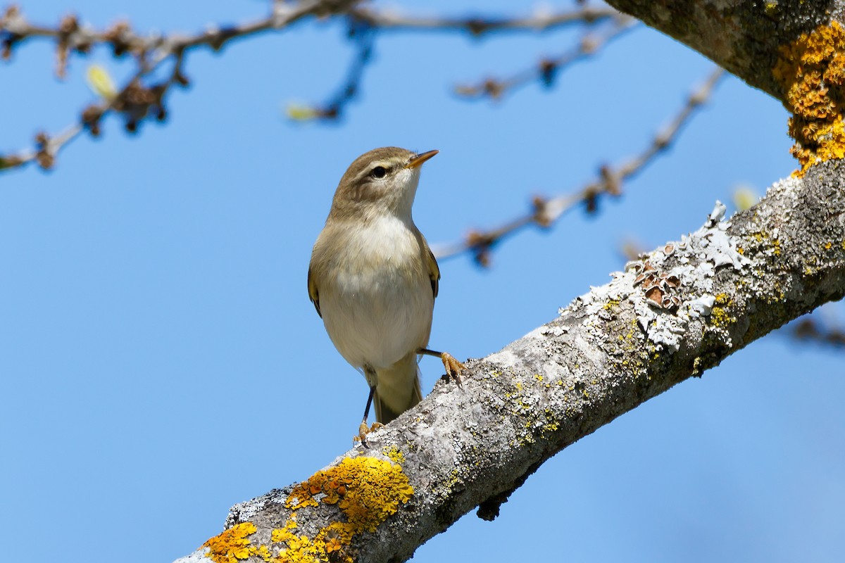 Western Bonelli's Warbler - ML623244828