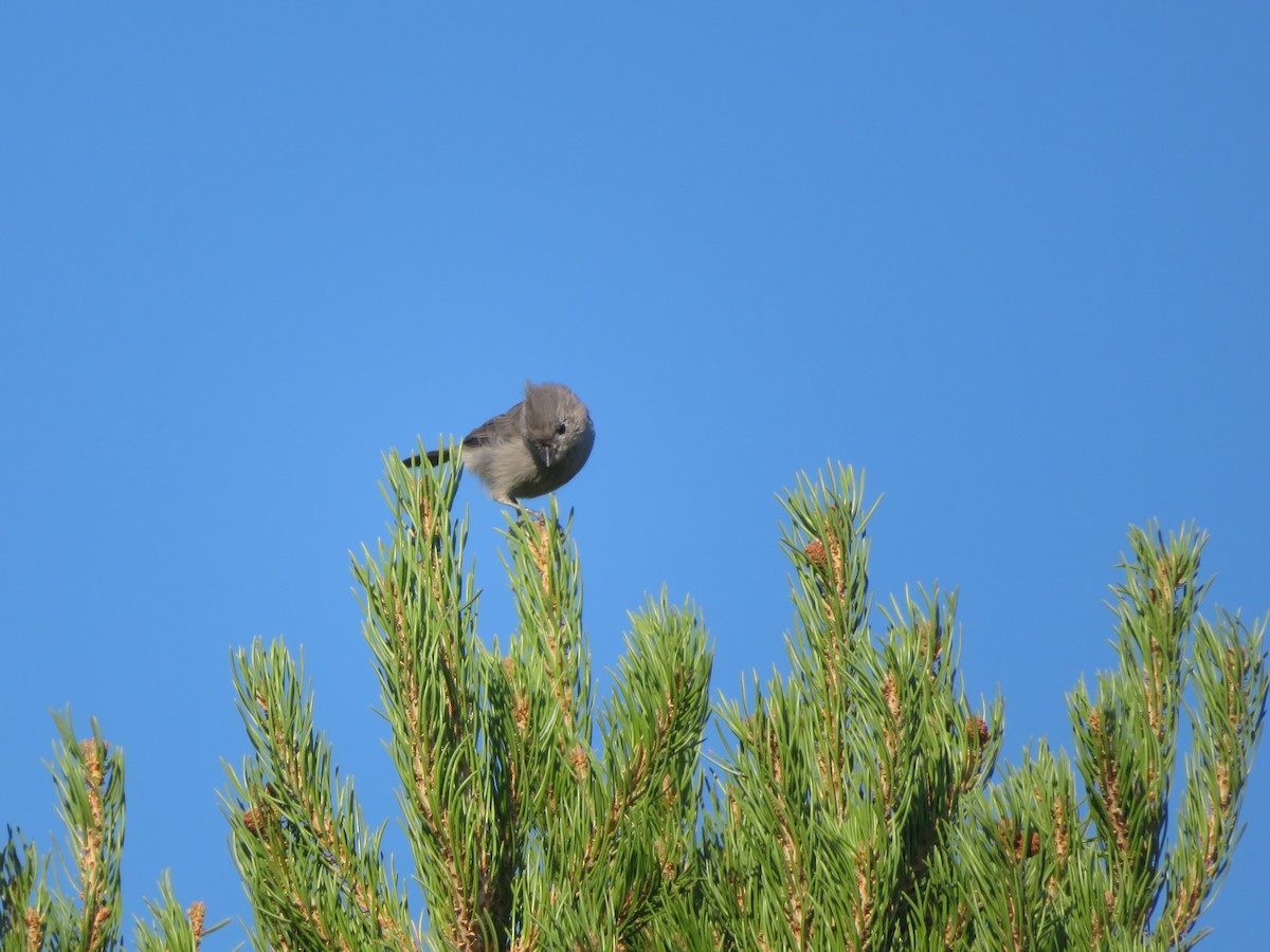 Juniper Titmouse - ML623244882