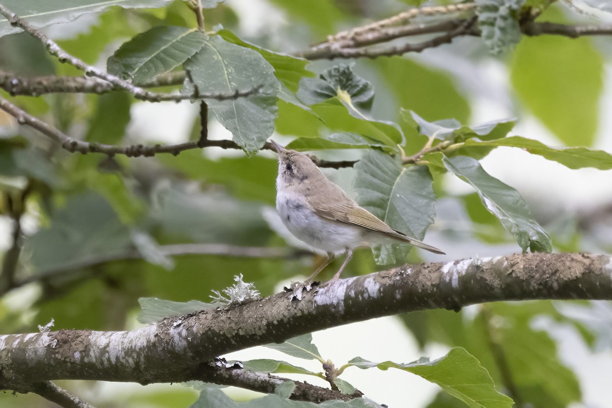 Western Bonelli's Warbler - ML623244950