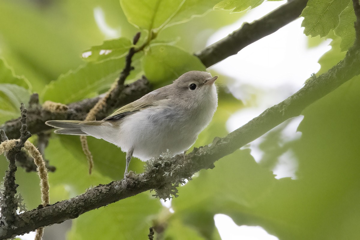 Western Bonelli's Warbler - ML623244951