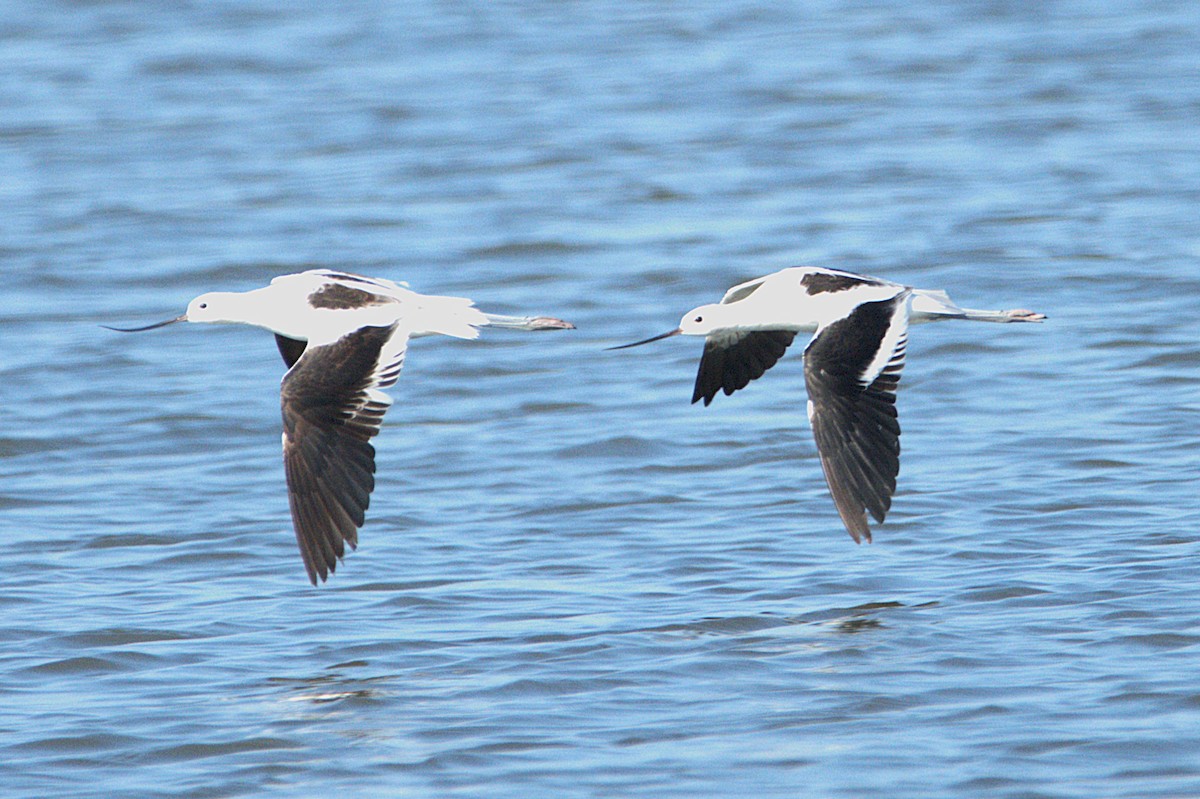 American Avocet - ML623244953