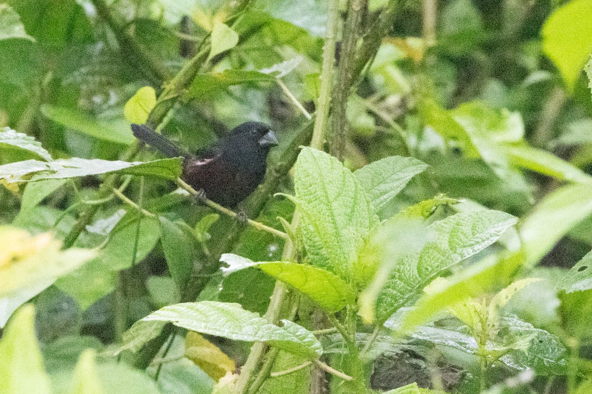 Chestnut-bellied Seed-Finch - ML623244979