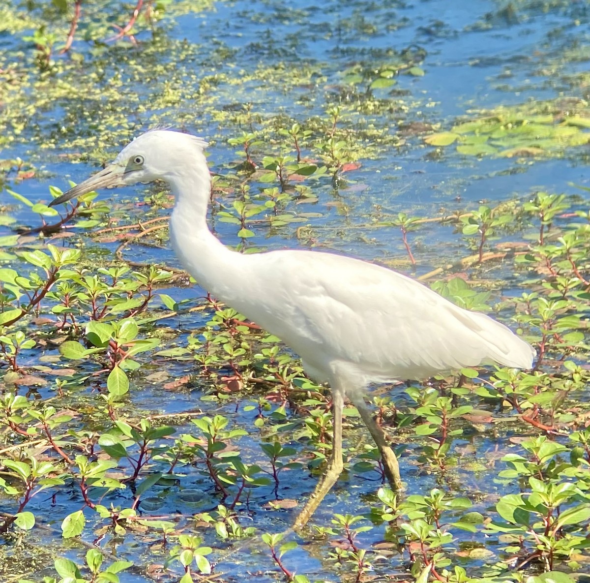 Little Blue Heron - ML623245003