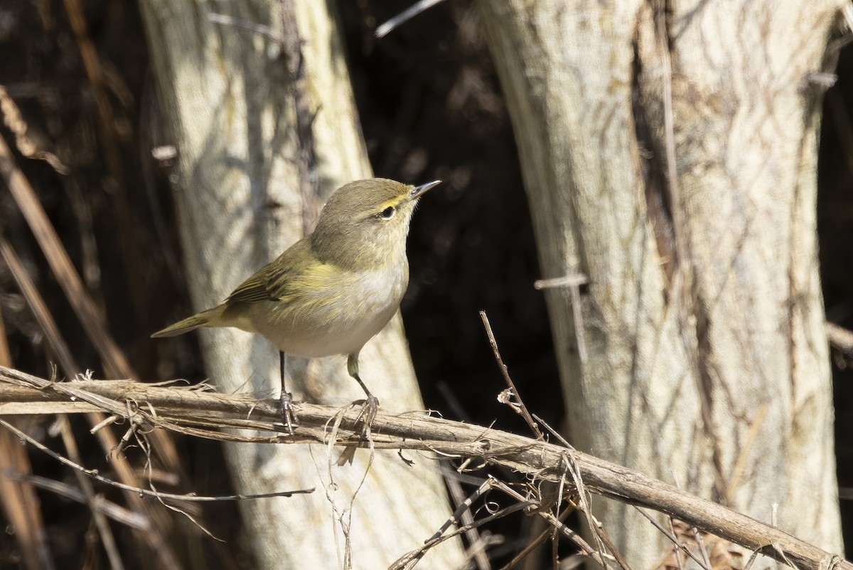 Western Bonelli's Warbler - ML623245005