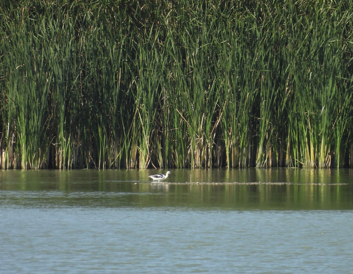 Avocette d'Amérique - ML623245011