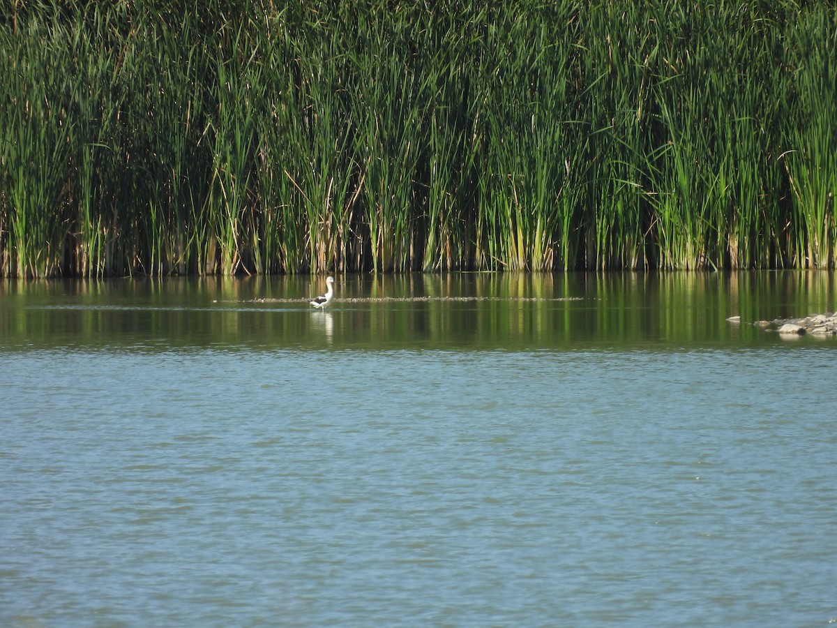 Avocette d'Amérique - ML623245012