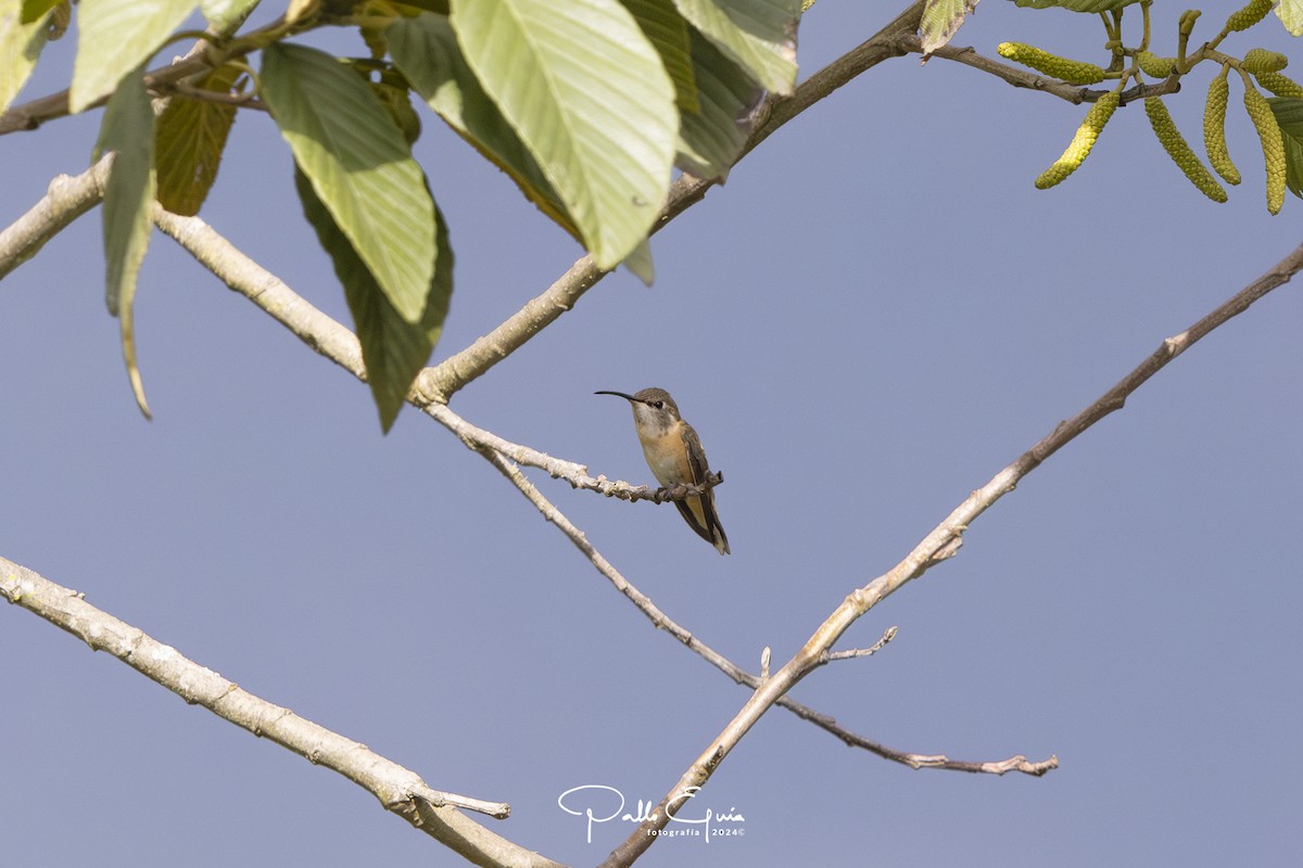 Purple-collared Woodstar - Pablo Eguia