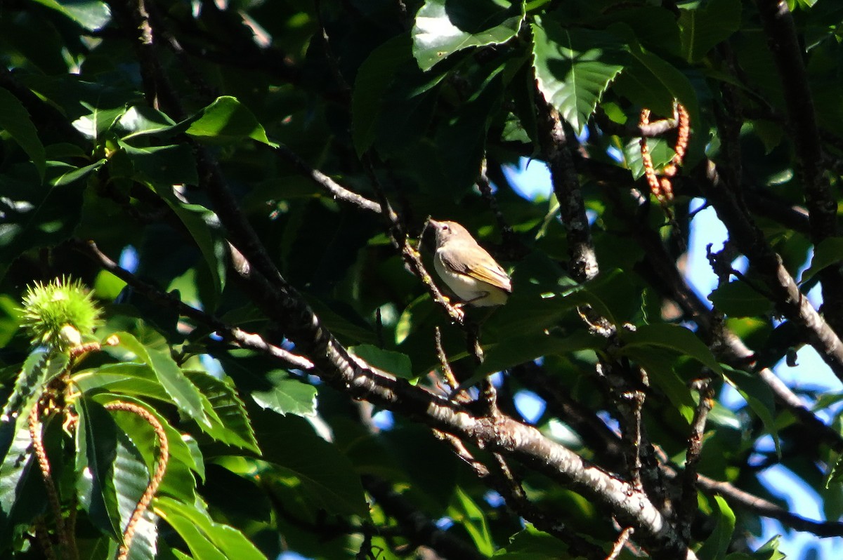 Western Bonelli's Warbler - ML623245113