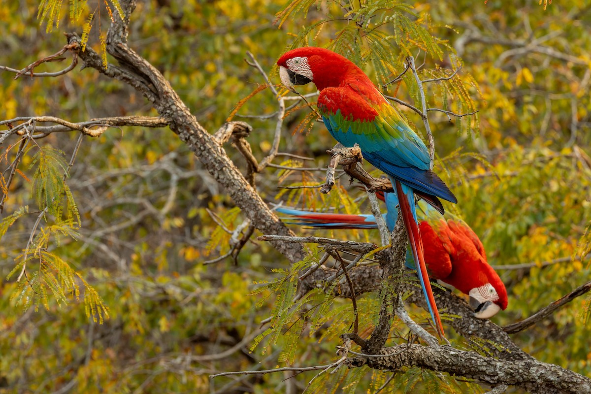 Red-and-green Macaw - ML623245115