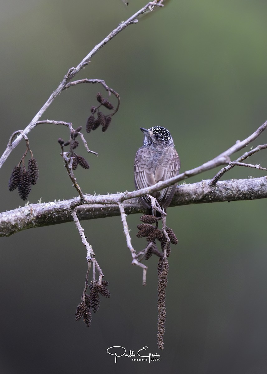 Speckle-chested Piculet - ML623245174