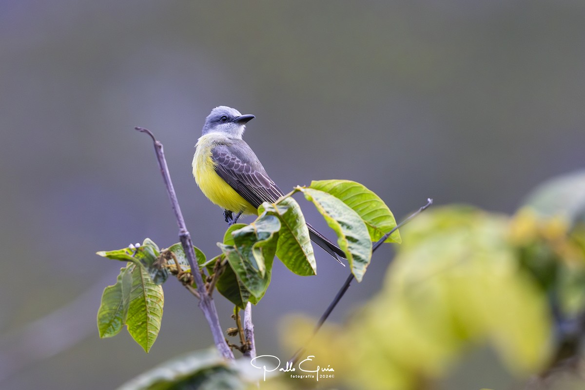 Tropical Kingbird - ML623245219