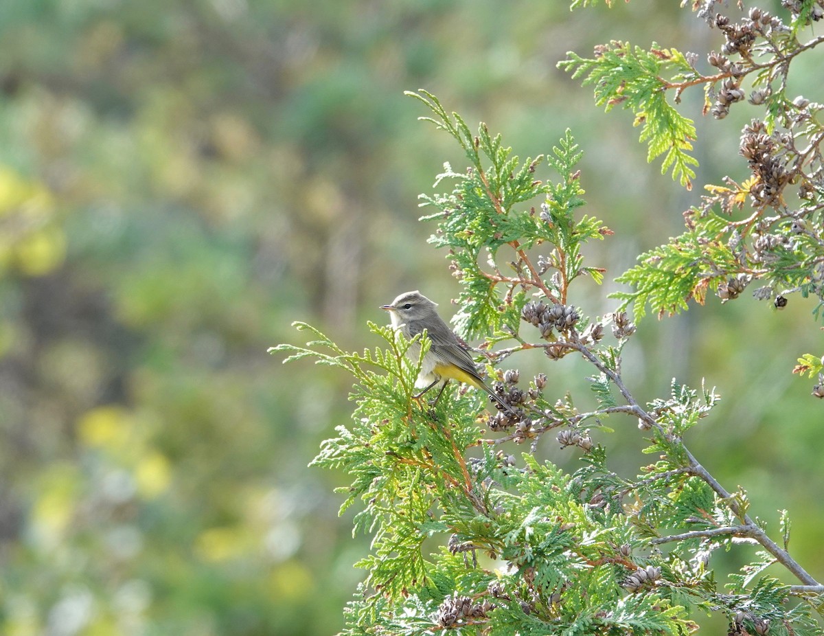 Palm Warbler - Mike Cadman