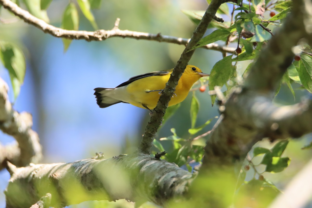 Prothonotary Warbler - ML623245312
