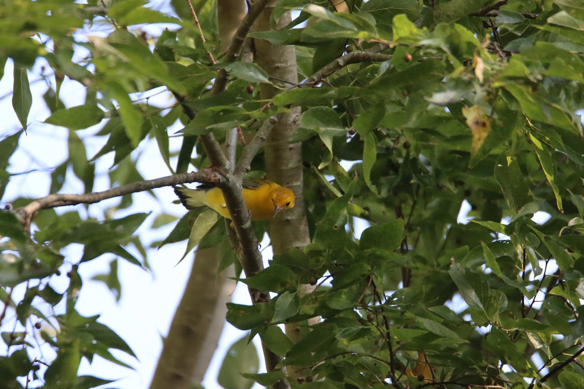 Prothonotary Warbler - ML623245313