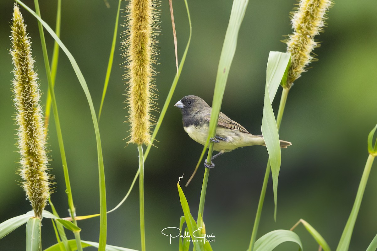 Yellow-bellied Seedeater - Pablo Eguia