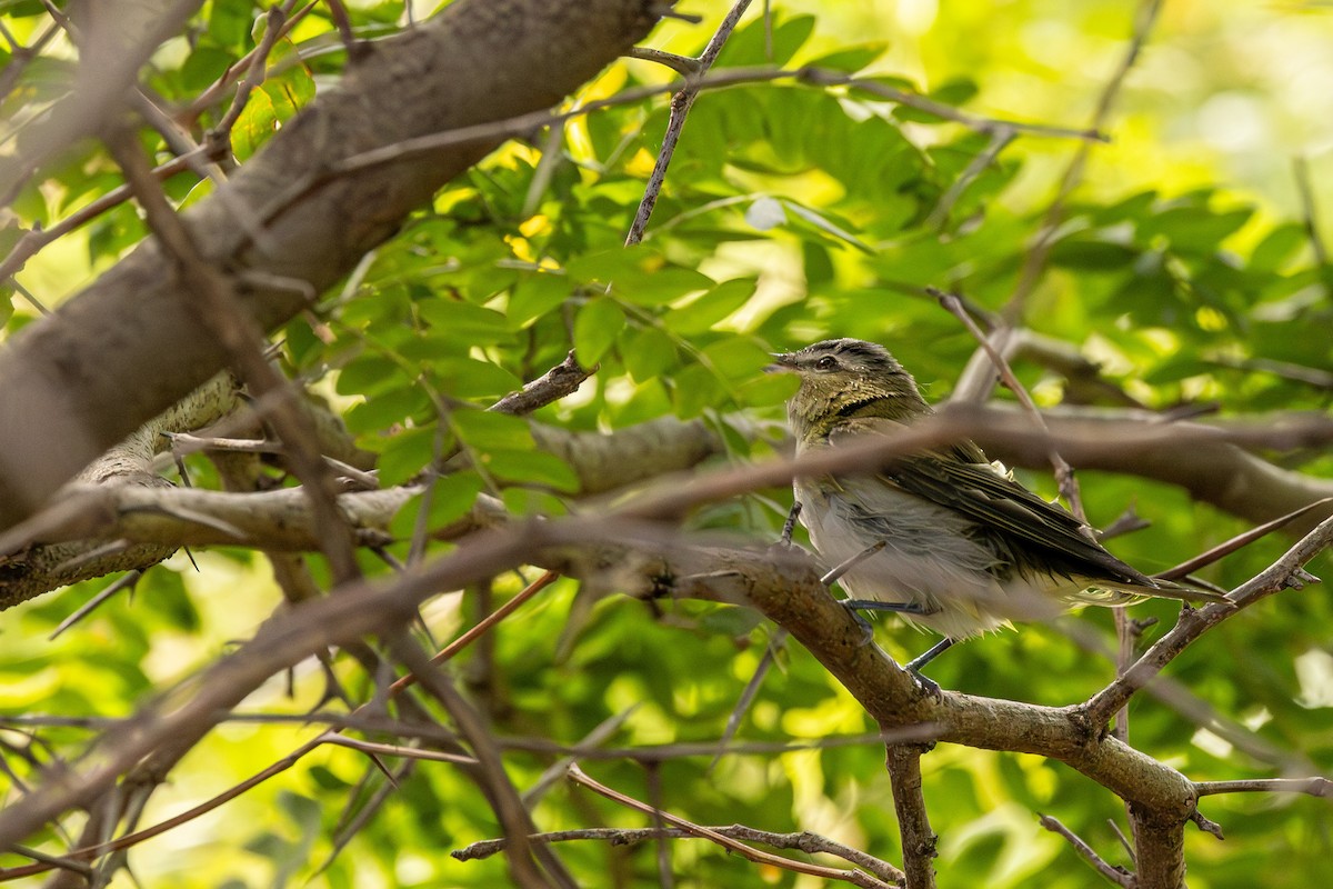 Red-eyed Vireo - ML623245370