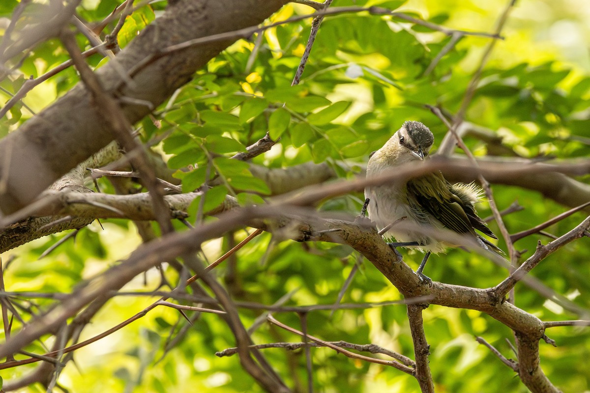 Red-eyed Vireo - ML623245371