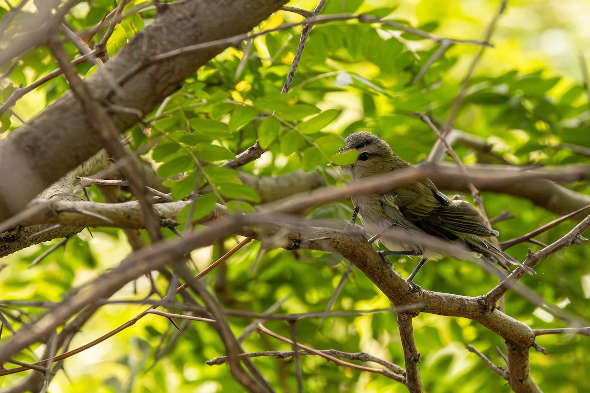 Red-eyed Vireo - ML623245372