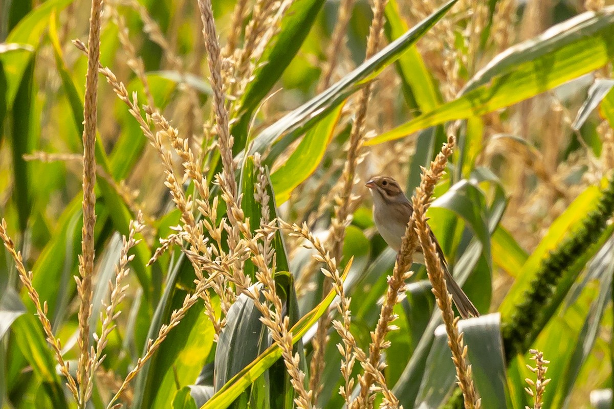 Clay-colored Sparrow - ML623245390