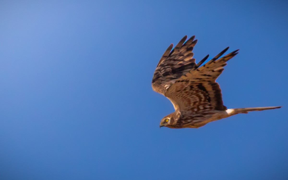 Montagu's Harrier - ML623245455