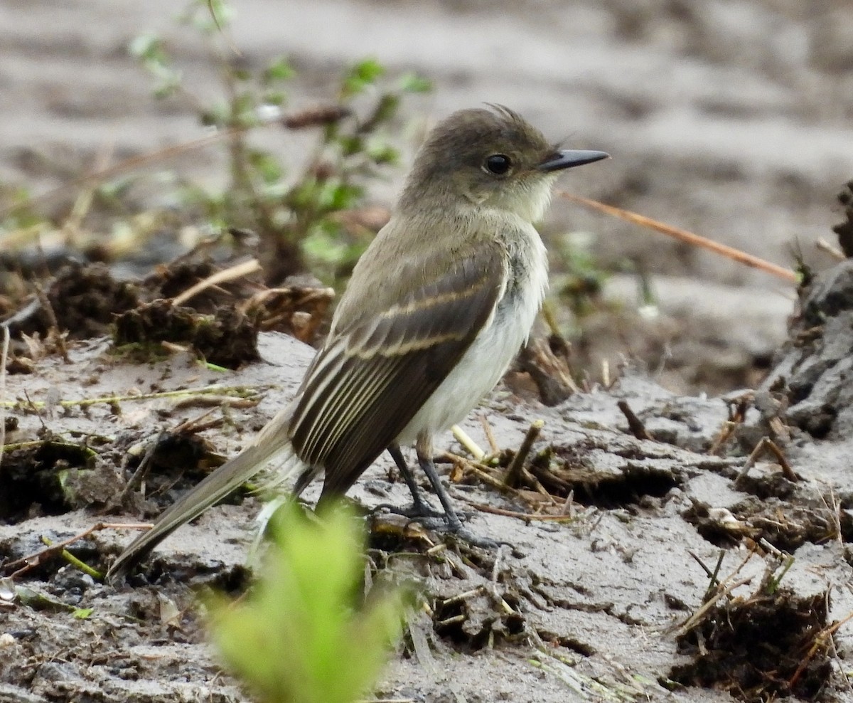 Eastern Wood-Pewee - ML623245464