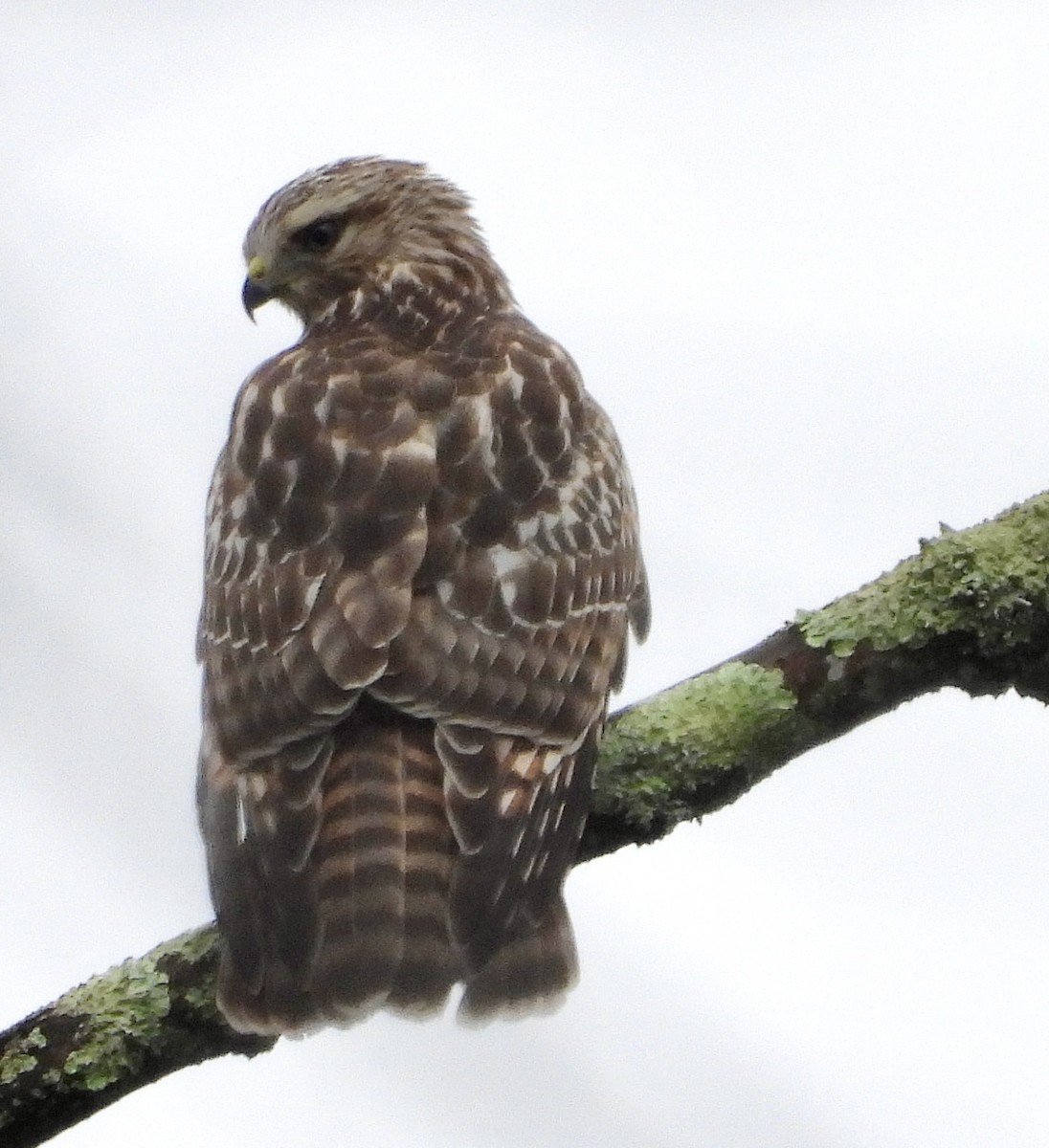 Red-shouldered Hawk - ML623245512