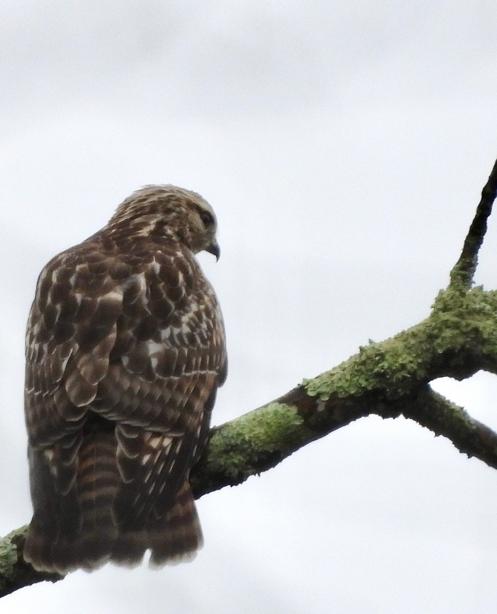 Red-shouldered Hawk - ML623245513