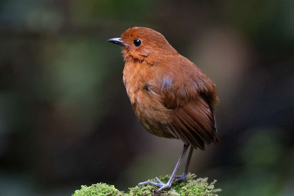 Chestnut Antpitta - ML623245526