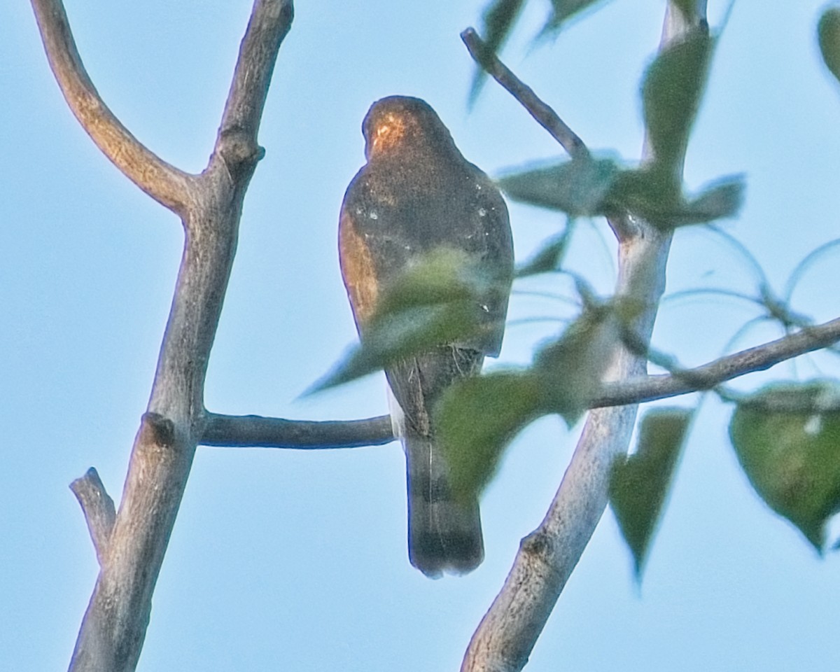 Sharp-shinned Hawk - Frank Letniowski