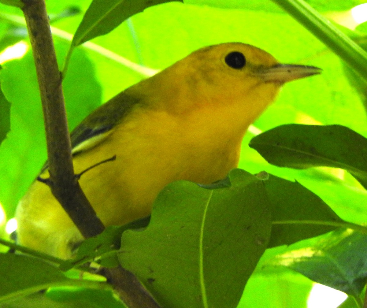 Prothonotary Warbler - ML623245754