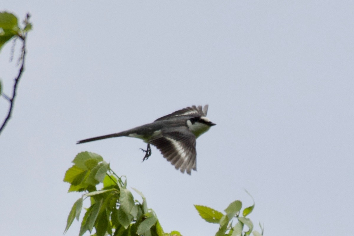 Ashy Minivet - ML623245779